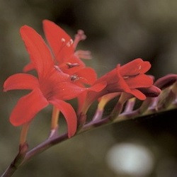 Crocosmia crocosmiiflora lucifer, Montbretia lucifer, Crocosmia lucifer, red crocosmia, red montbretia